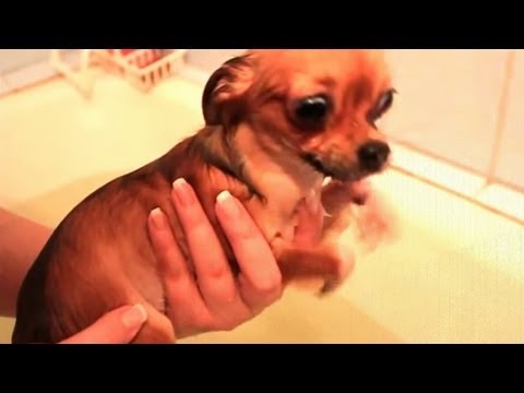 dog bath time