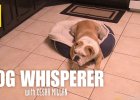 cesar millan buldog video