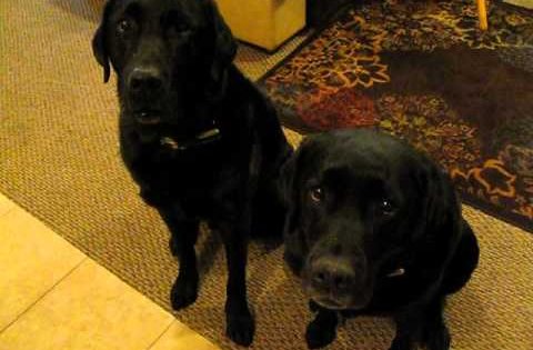 funny dogs