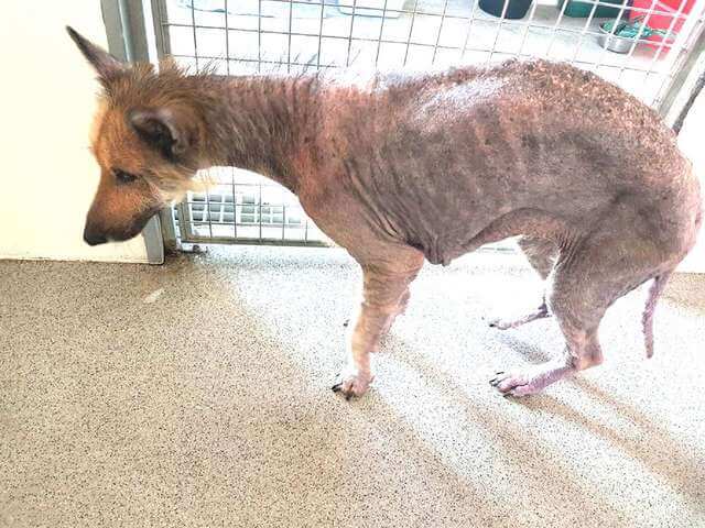 Dog Who Lost All Her Fur Is Now Looking For A Furever Home - Dog Blab